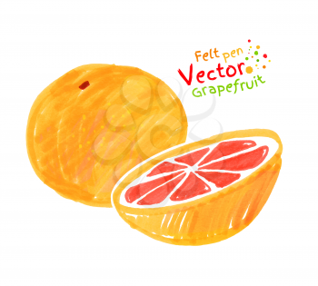 Vector felt pen child drawing of grapefruit.