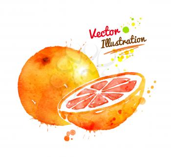 Vector watercolor hand drawn illustration of grapefruit.