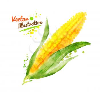 Watercolor vector drawing of corn with paint splashes.