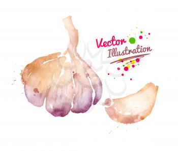 Watercolor vector drawing of garlic with paint splashes.