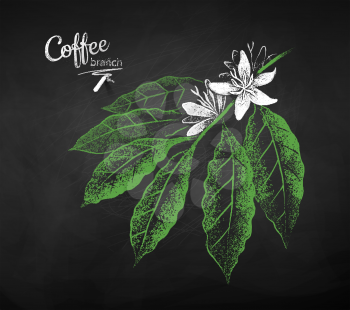 Vector chalk drawn sketch of coffee branch with flowers and leaves on chalkboard background.