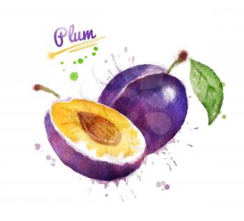 Watercolor illustration of plum, whole and half with paint smudges and splashes.