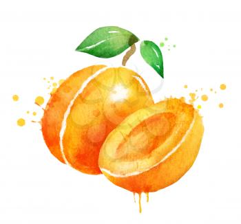Watercolor illustration of apricot with leaf, whole and half, paint smudges and splashes.