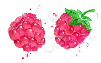Watercolor isolated vector illustration of raspberry with leaf and paint smudges and splashes.