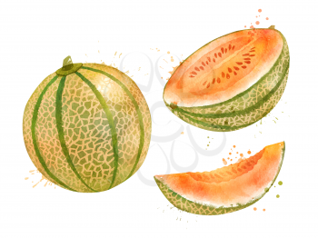 Watercolor vector isolated hand drawn illustration of Melon Cantaloupe whole and slices. With paint splashes.
