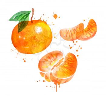 Watercolor isolated vector illustration of mandarin, whole and half, peeled and unpeeled with paint smudges and splashes.
