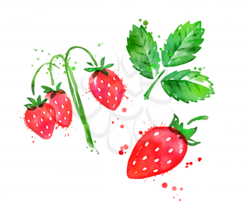 Watercolor isolated vector illustration of wild strawberries, leaf and brunch with paint smudges and splashes