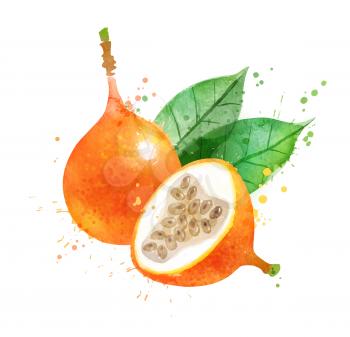 Watercolor isolated vector illustration of Granadilla fruit whole and slices with leaves. With paint splashes.