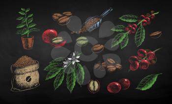 Vector chalk drawn set of illustrations of coffee beans, sack and leaves on chalkboard background.