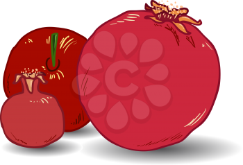 Vector illustration coloring page of Pomegranates for Rosh Hashanah the Jewish New Year.