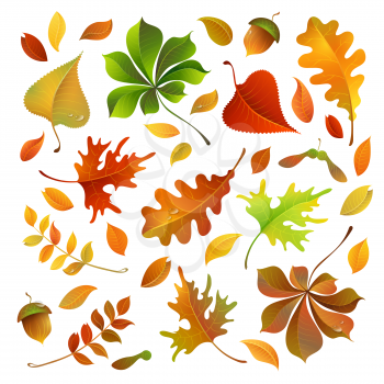Oak, maple, birch, rowan, chestnut leaves and acorn for your design isolated on white background.