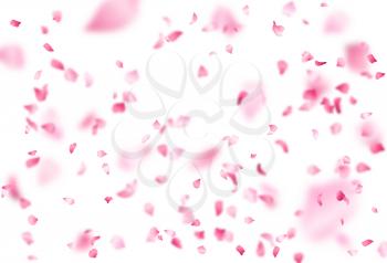 A lot of pink petals on white background. Nature horizontal backdrop.