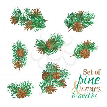 High detailed pine tree branches isolated on white background. Vector plants set. Christmas design elements.