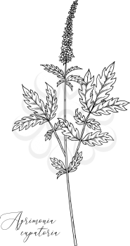 Agrimony. Healing herb with green with pinnate leaves and tiny yellow flowers. Black outline plant isolated on white background.