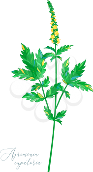 Agrimony. Healing herb with green with pinnate leaves and tiny yellow flowers. Isolated on white background. Medicinal plant.