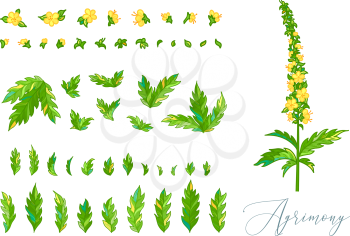 Medicinal plant with green pinnate leaves and tiny yellow flowers. Vector illustration of Agrimony isolated on white background. Separated leaves and flowers.