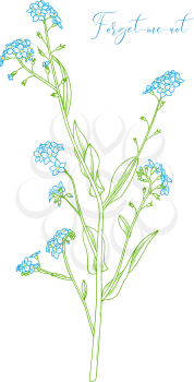 Vector colored outline illustration of woodland flower. Isolated on white background.