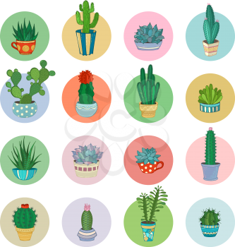 Various cactuses and succulents in flower pots and cups with prickles, flowers and without. Round shapes.