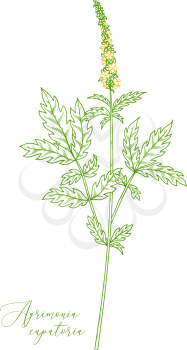 Agrimony. Healing herb with green with pinnate leaves and tiny yellow flowers. Outline drawing.