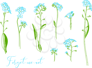 Vector linear colored illustration of woodland flower isolated on white background. Some variations.