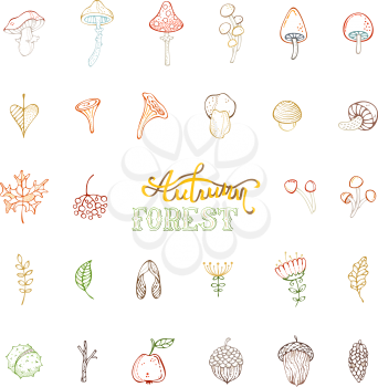 Linear hand-drawn mushrooms, acorns, fly agaric, chestnut, chanterelles, apple, rowan berries, flowers, autumn leaves and maple seeds isolated on white.