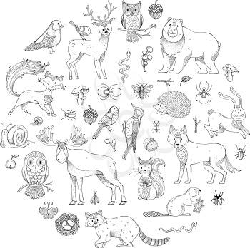 Hand-drawn fox, wolf, owl, hare, squirrel, moose, deer, bear, raccoon, hedgehog and other mammals and birds. Autumn seeds, leaves, mushrooms.