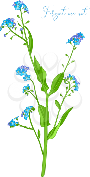 Vector illustration of woodland flower isolated on white background.