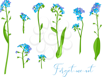 Vector illustration of woodland flower isolated on white background. Some variations.