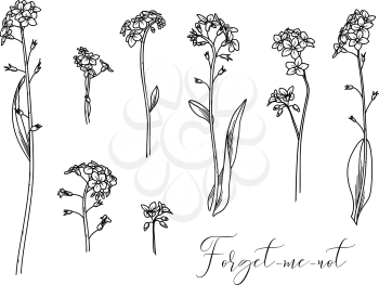 Vector linear illustration of woodland flowers isolated on white background. Some variations.