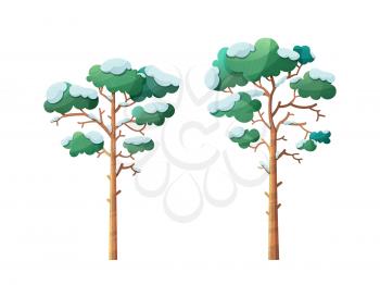 Winter trees flat vector illustrations set. Snow-capped pines isolated on white background. Evergreen forest flora covered with snow. Bare leafless trunk, green leaves. Cold season botanical cliparts