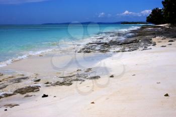 beach and sand  in nosy be  madagascar ,lowtide and tree