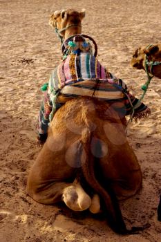 douze,tunisia,camel in the sahara's desert