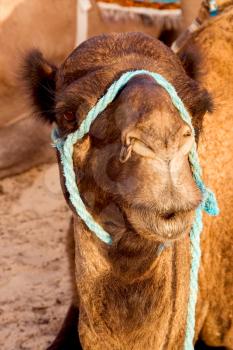 douze,tunisia,camel  in the sahara's desert