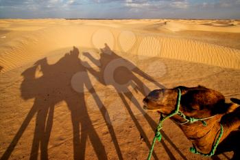 douze,tunisia,camel and people in the sahara's desert