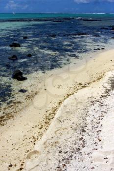 beach and  seaweed in ile du cerfs mauritius