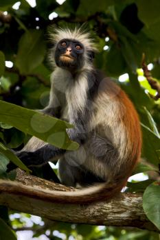 eye's ape in the island of  zanzibar jozany forest