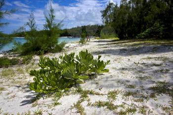 beach and bush in ile du cerfs mauritius