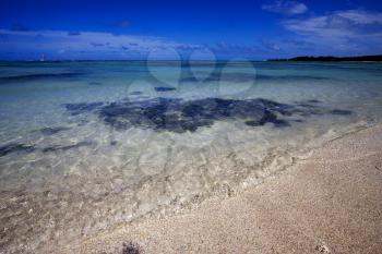 beach and seaweed  in ile du cerfs mauritius