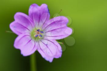 colse up of a pink geranium dissectum geraniacee in green backgroud