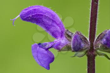 colse up of a violet  glechoma hederacea hirsuta labiate 