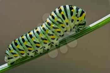 caterpillar of a Papilio Macaone on green branch