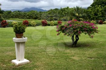  garden in  beau plan isle of mauritius  