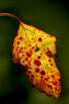 yellow and red  autumn leaf