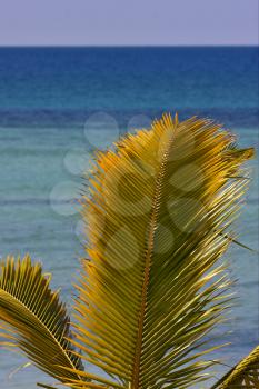  madagascar palm lagoon and coastline