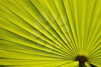 green texture of a palm in bahamas