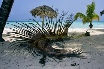 republica dominicana ocean coastline beach palm and tree 