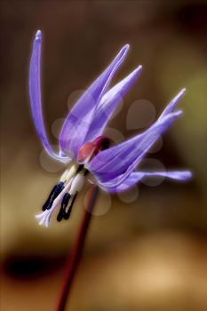 abstract close up of a liliacea wild violet erythronium  dens canis