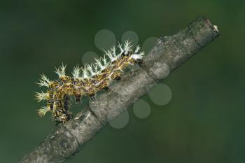 caterpillar of Papilionidae in the head branch