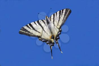 wild  Papilio Macaone  flying in the blue sky