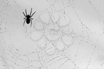a spider and the drop web in the light